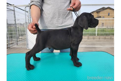 成約済の愛知県のその他の犬種-175081の2枚目